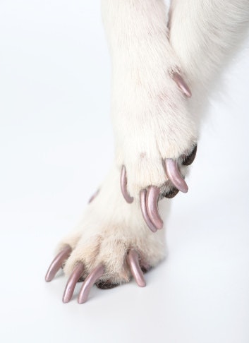 Dogpedicure