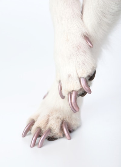 Dogpedicure