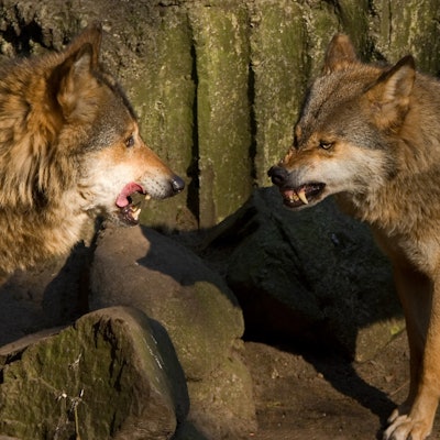 How to Handle Arguing Employees