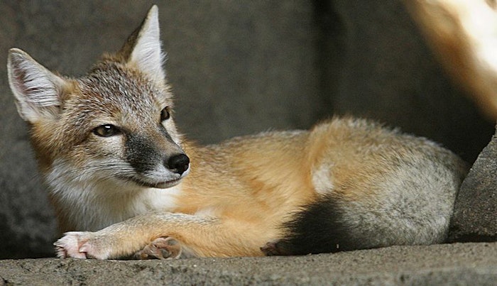 800px Swift Fox crop Display jpg