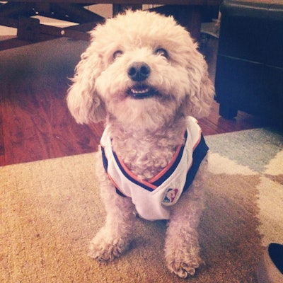 Dog-Chowder