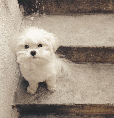 Karen-Gutierrez-3-DOG