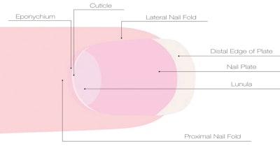 cuticle