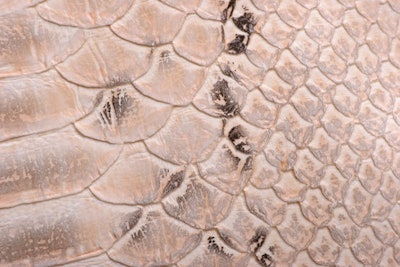 NP-Snake-Skin-#3-Inspiration