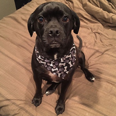 np-bel-fountain-townsend-mr.-bojangles