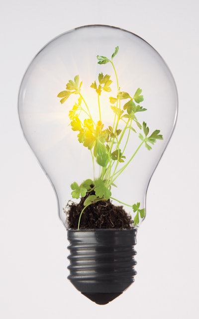 Plants growing in light bulb