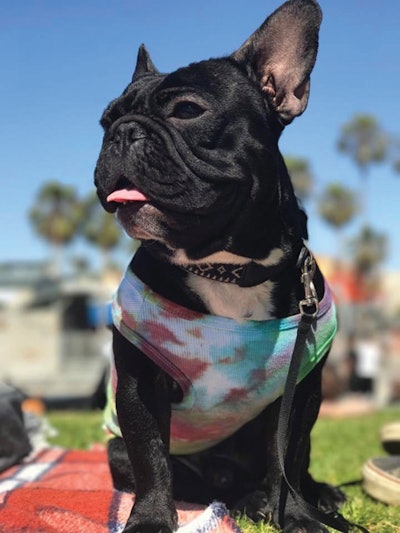 French Bulldog