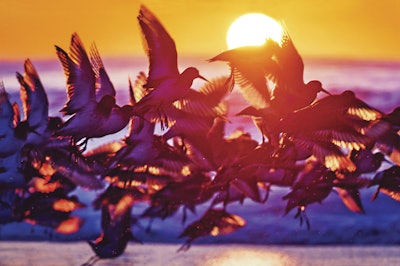 Large Flock of Birds Backlit Against Sunrise at Jones Beach, Long Island.