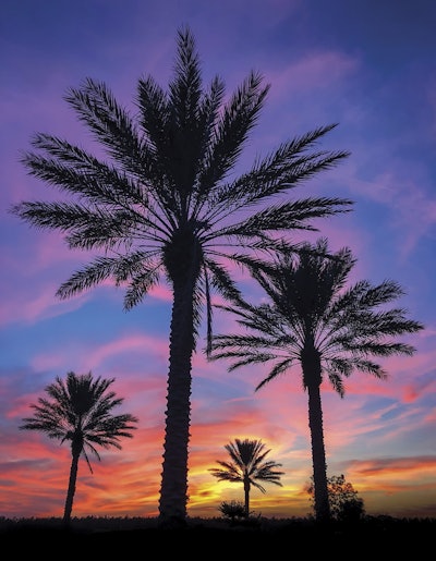Colorful dramatic sunset with palm trees