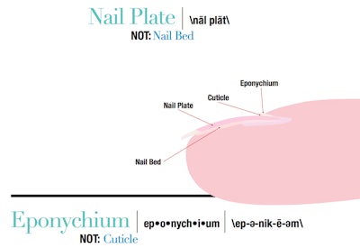 finger-nail-terminology
