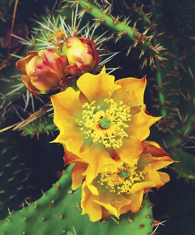 Prickly Pear Cactus wildflowers, Lakeside, California, USA