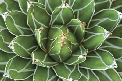 Top view of Green agave victoriae-reginae succulents plant.