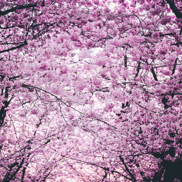 Cherry Blossom