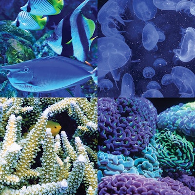 marine-inspired-nails