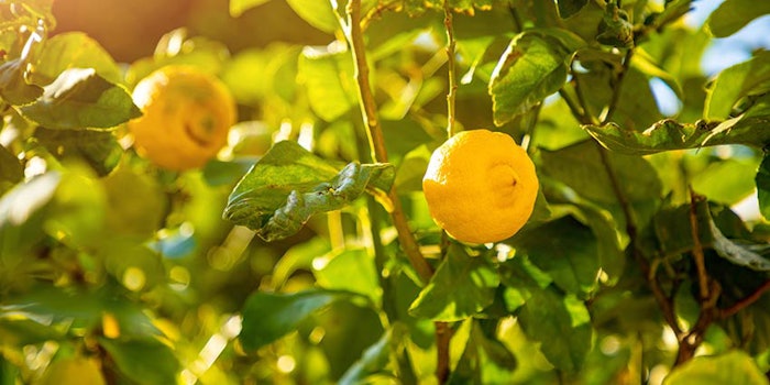 Citromax has surpassed the 100,000-tree mark at its organic lemon groves and is now approaching 110,000 organic lemon trees.