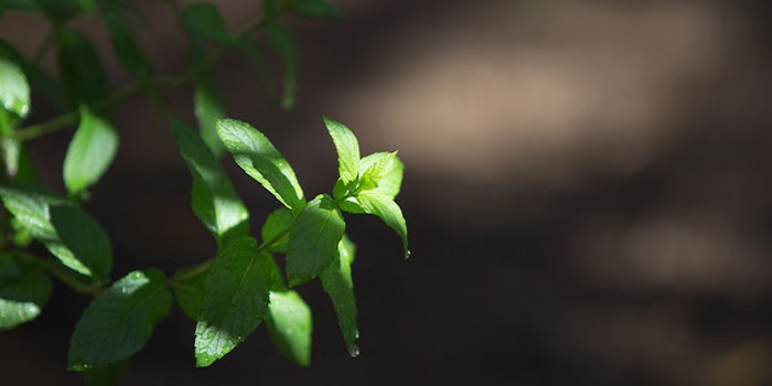 Popular with consumers for hundreds of years, growing health consciousness is breathing new life into mint.