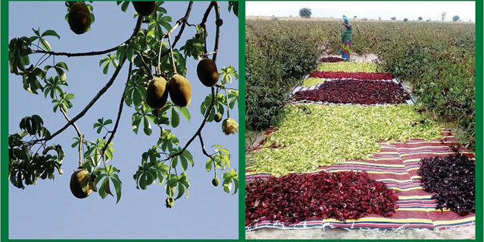 CT2009_Rndup_repulpami_er_alban_muller_international_850x425