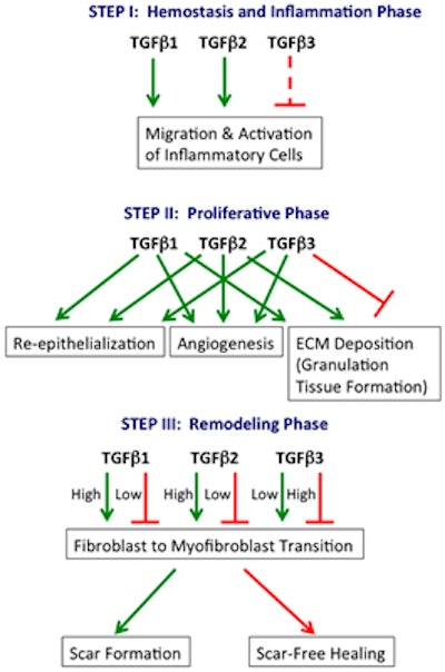 The Omni Innovation: Proprietary, Patented Targeted Anti-Inflammatory Growth Factors