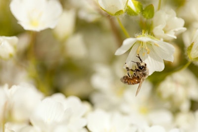 This amazing emollient is clearly a star on the rise and can be a real game-changer in many of the types of formulations consumers are demanding today.