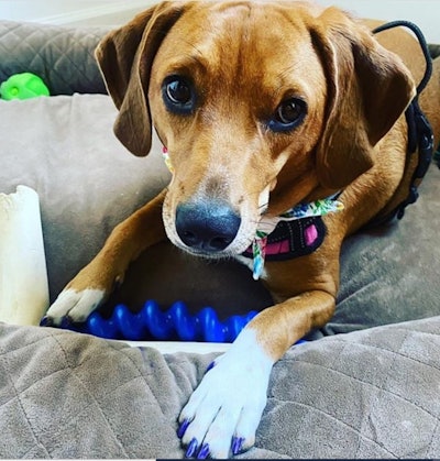 @that_manayunk_cat on Instagram rocking a Blue Pawdicure!