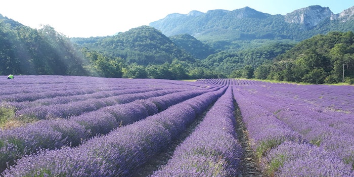 Organic clonal lavender from farmers in Dauphin&eacute;-Provence.