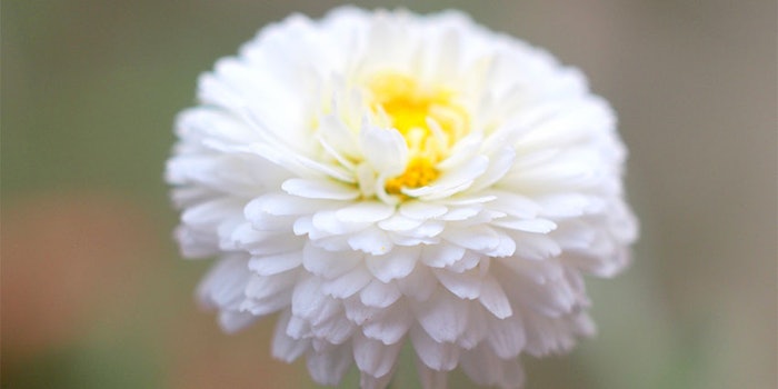 The Roman chamomile comes from the Piedmont region in Italy.