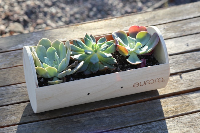 Eufora birch wood box- upcycle terrrarium