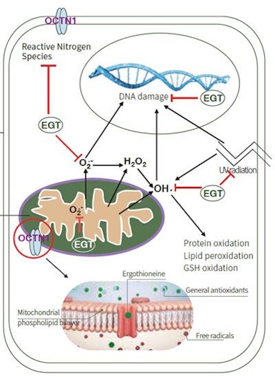 Figure1 The function of EGT in the cell