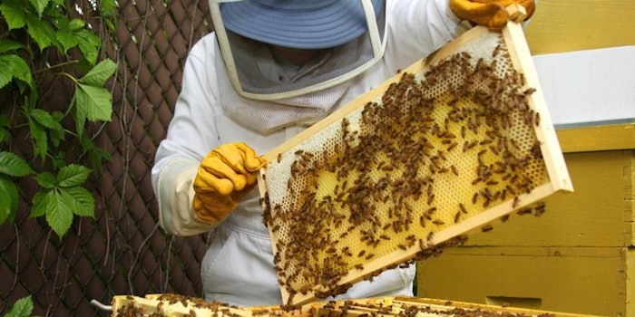 The inclusion of beekeeping will increase crop pollination, food production and financial stability across the region.