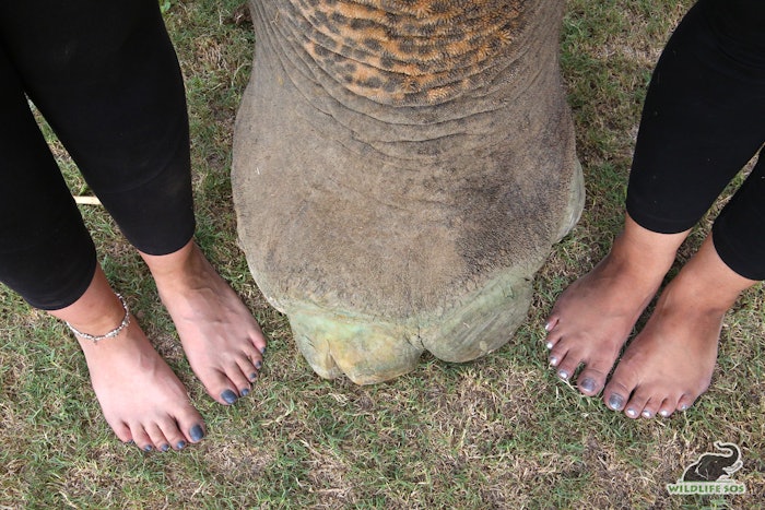 Courtesy of Wildlife SOS