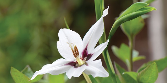 CT2109_Prod_Abyssinian_Oil_Arista_Industries_850x425