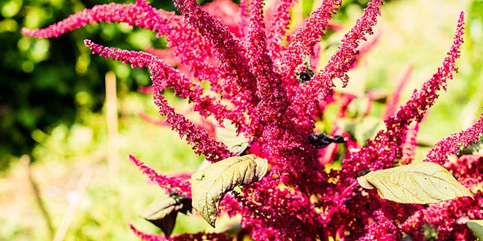 Praan Naturals' Organic Virgin Amaranth Oil is produced using certified organic Amaranth seeds that are cultivated in Ukraine.