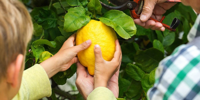 Exploring various facets of the thriving citrus market from harvest to application.