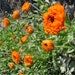 Elixens’ calendula is grown in Dauphiné-Provence by partner farmers under fair trade and organic methods