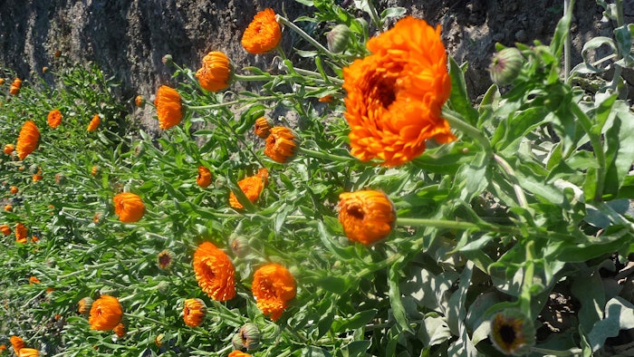 Elixens’ calendula is grown in Dauphiné-Provence by partner farmers under fair trade and organic methods