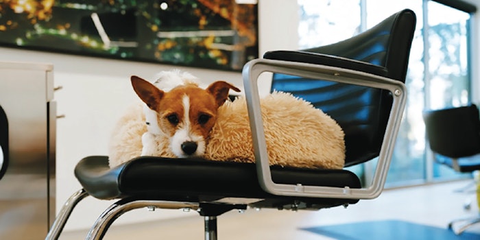 The salon’s dog-in-residence, Winston, lounges comfortably in the airy space. Courtesy of Facture Salon.
