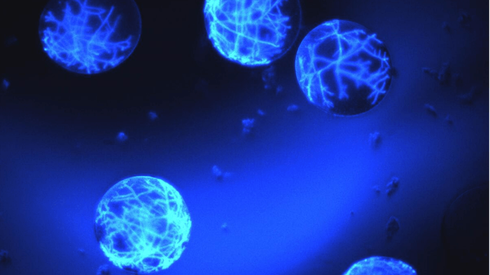 Ginkgo hopes to use FGen's technology to routinely analyze the performance of millions of pooled genetic prototypes.