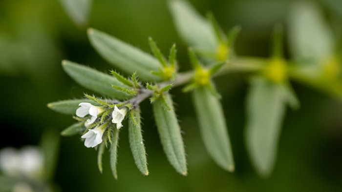 Ahiflower oil is a clinically-researched dietary alternative to marine and algal omega-3 oils, supporting a healthy inflammatory response and gut microbiome wellness.