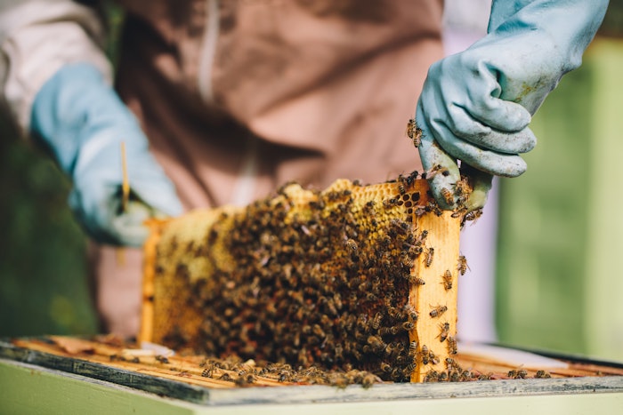 Through the partnership, Bees for Development will help transform the lives of 200+ Ugandan people by educating and training their communities on beekeeping.