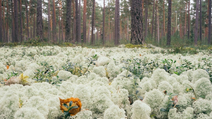 Active Micro Technologies is the sister company of Active Concepts. Its latest ingredient, PhytoCide Lichen, provides protection for cosmetic applications with compliancy in anionic systems.