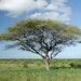 Seppic Acacia Tree Dreamstime M 1902664