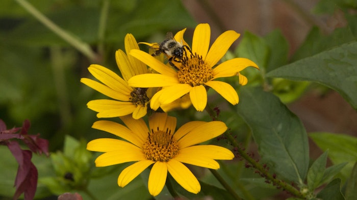 (Pictured: Yellow Ox Eye Sunflower) Sumac wax, sunflower wax and rice bran wax vary in hue from white to off-white or light yellow and are supplied in pellet form.