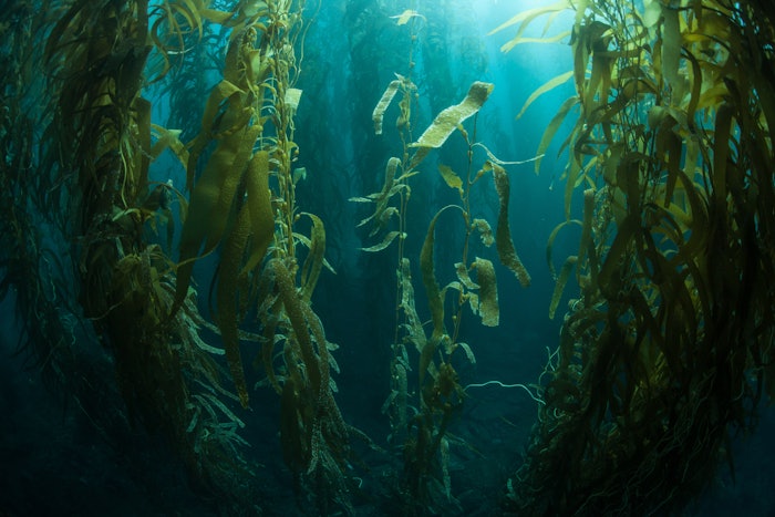 According to DSM, Lab-grown alternatives like microalgae are the next frontier in Blue Beauty — a movement that aims to meet demand for natural and sustainable personal care solutions without compromising on efficacy.