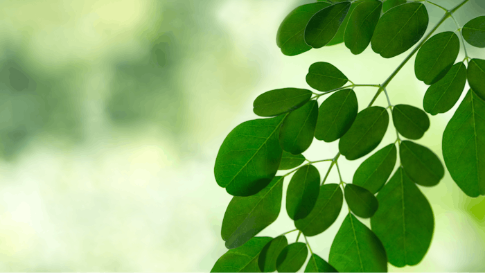 Moringa oleifera is touted as a miracle tree, packed full of nutrients from its leaves to its seeds, and is becoming more popular in personal care as a more ecologically friendly crop than oils like palm oil and more face-friendly than coconut oils.