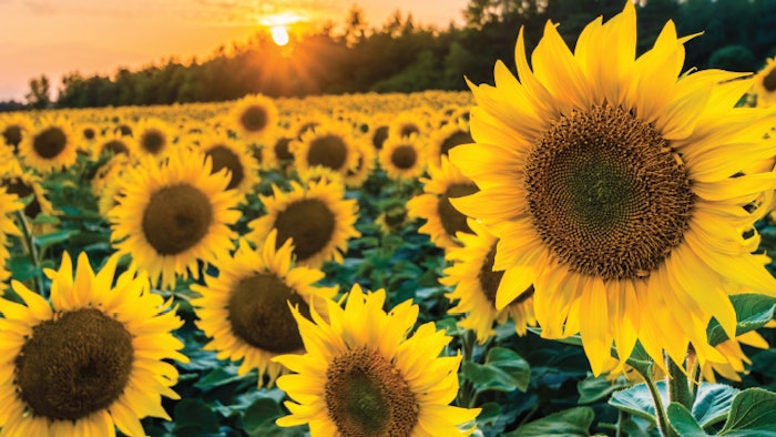 Sunflower's Blooming Benefits for Skin