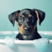 According to Fortune Business Insights, the global pet care market was valued at $235.32 billion in 2022 and is projected to grow from $246.66 billion in 2023 to $368.88 billion by 2030.