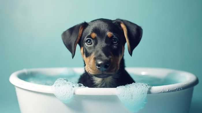 According to Fortune Business Insights, the global pet care market was valued at $235.32 billion in 2022 and is projected to grow from $246.66 billion in 2023 to $368.88 billion by 2030.