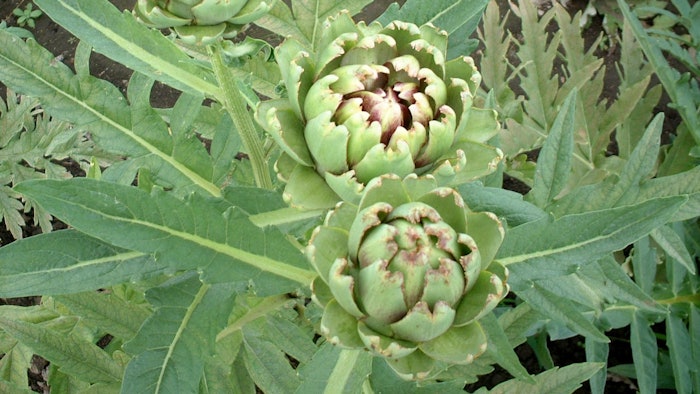 The active compound, cynaropicrin, suppresses the activation of NF-κB, a key factor in skin aging, and is a popular anti-aging natural ingredient that is expected to prevent pigmentation, photoaging and noticeable pores.