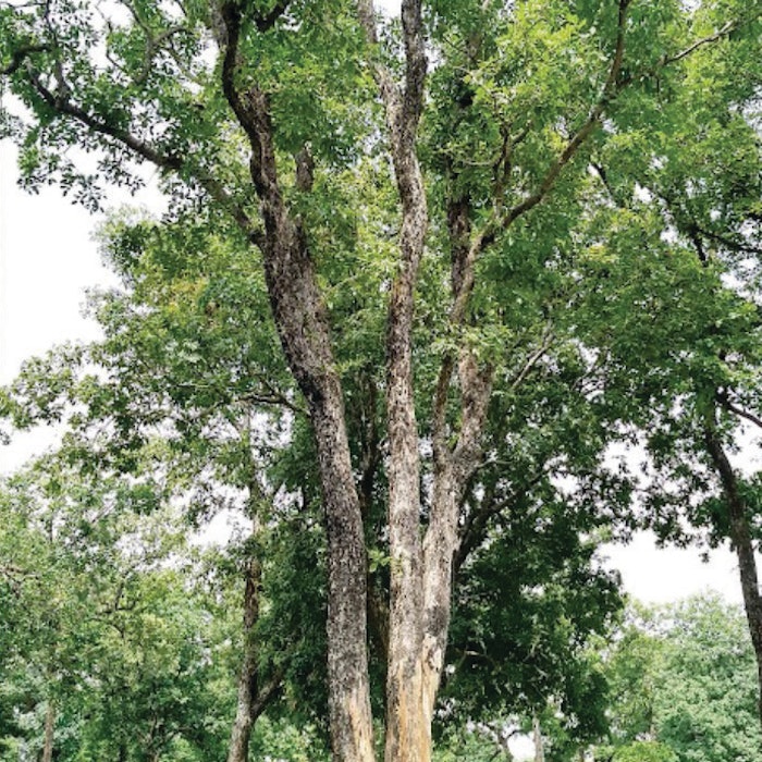 Sabinsa