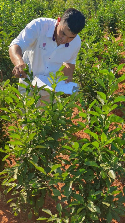 Petitgrain Oil contains a unique blend of fresh, floral, and bittersweet notes. Its strong, somewhat peel-like aroma is used extensively in perfume, where it imparts a refreshingly tart quality alongside fruity and woody undertones.